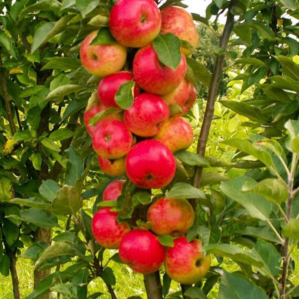 колоновидные яблони для подмосковья фото