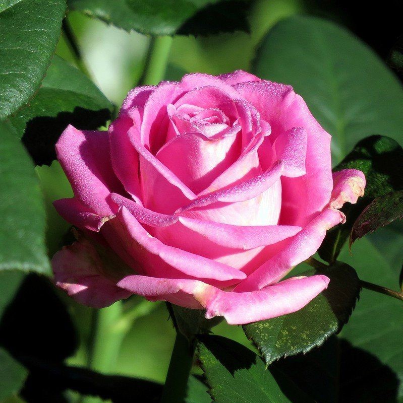 чайная роза садовый центр
