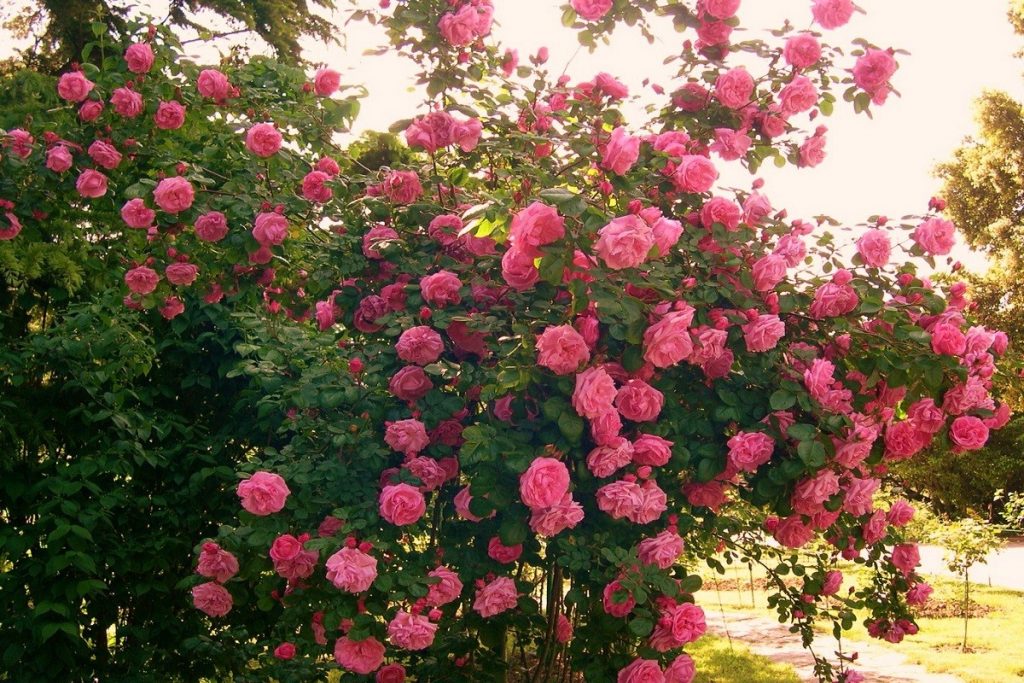 кустарниковые розы садовый центр
