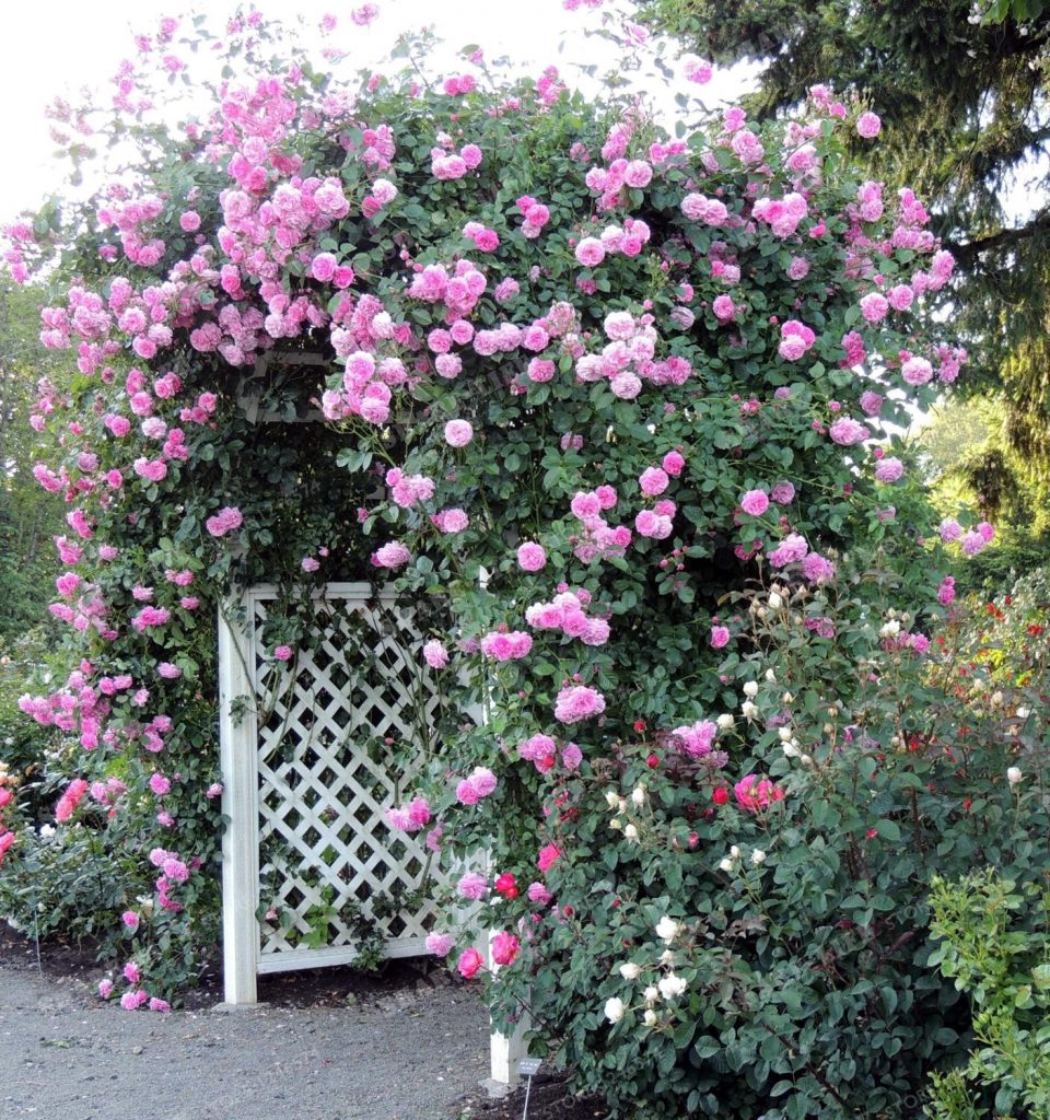 плетистые розы садовый центр