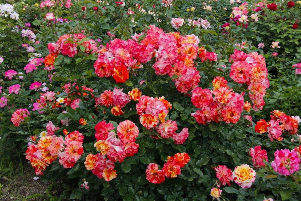 полиантовые розы садовый центр