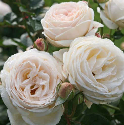 Ремонтантная роза садовый центр
