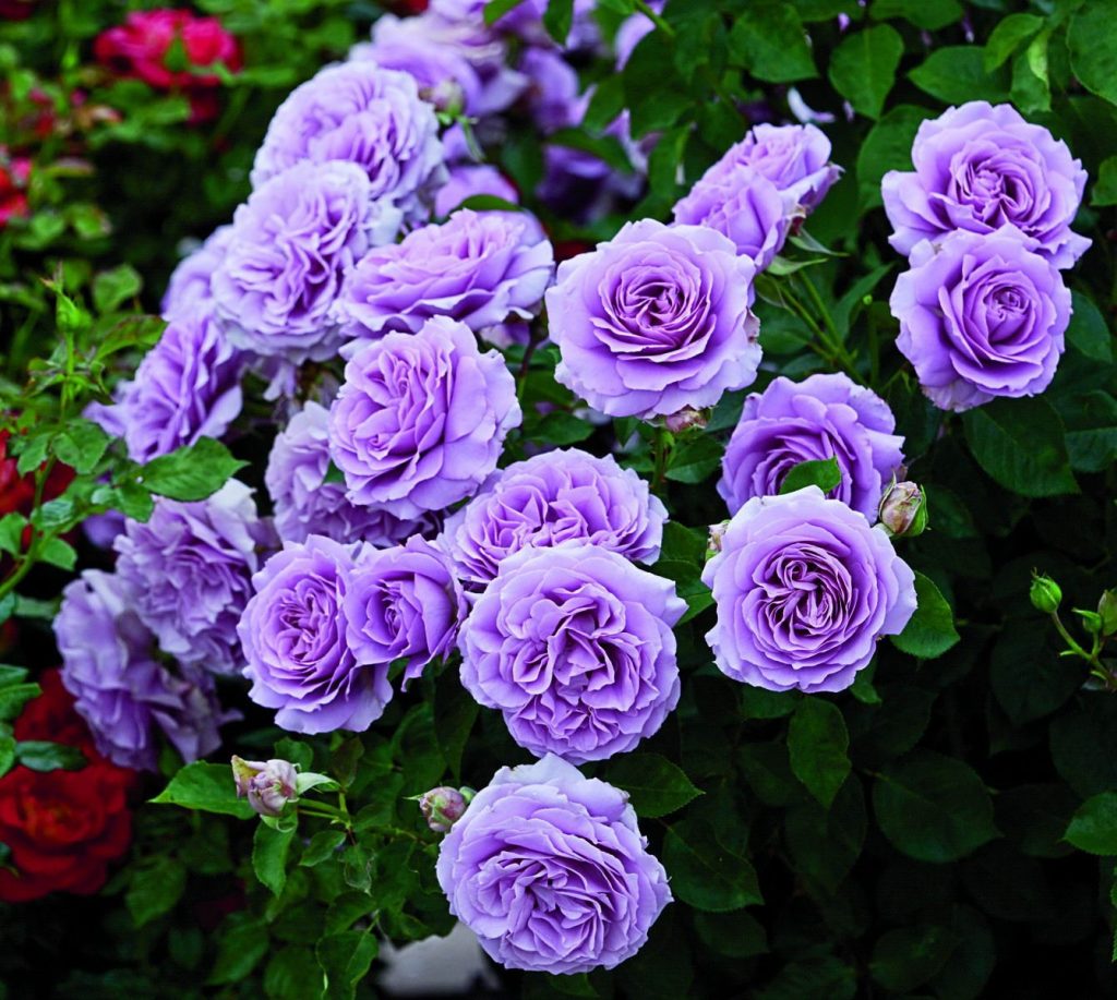 розы флорибунда садовый центр