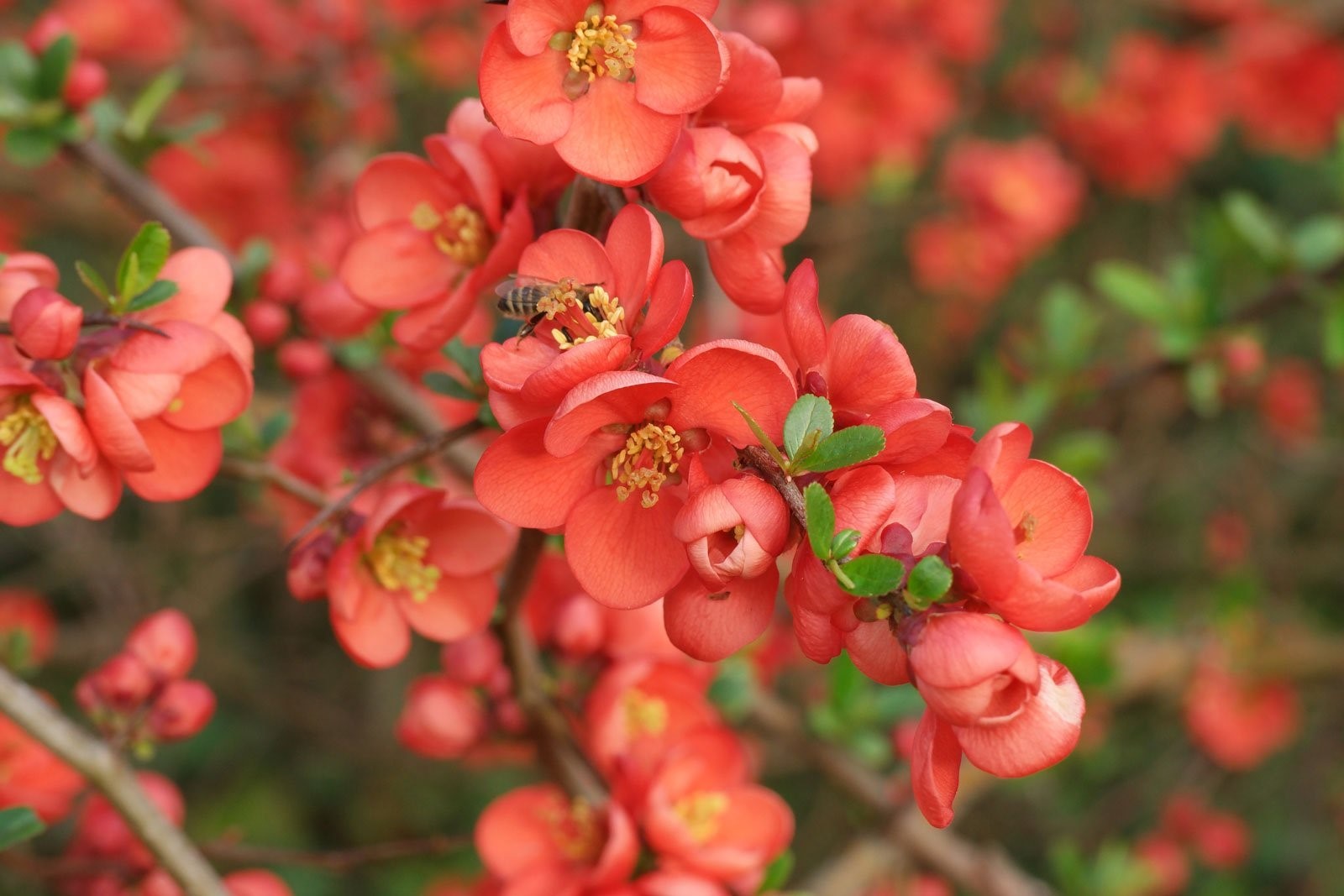 Раз цветет. Chaenomeles japonica. Айва японская Chaenomeles japonica. Хеномелес японский (Chaenomeles). Японская айва(Chaenoméles japónica).